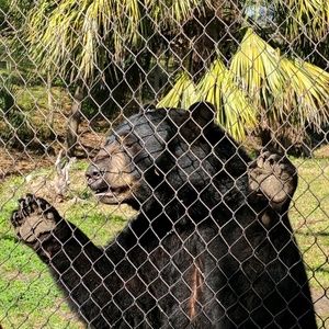 Meet your Posher, Chase